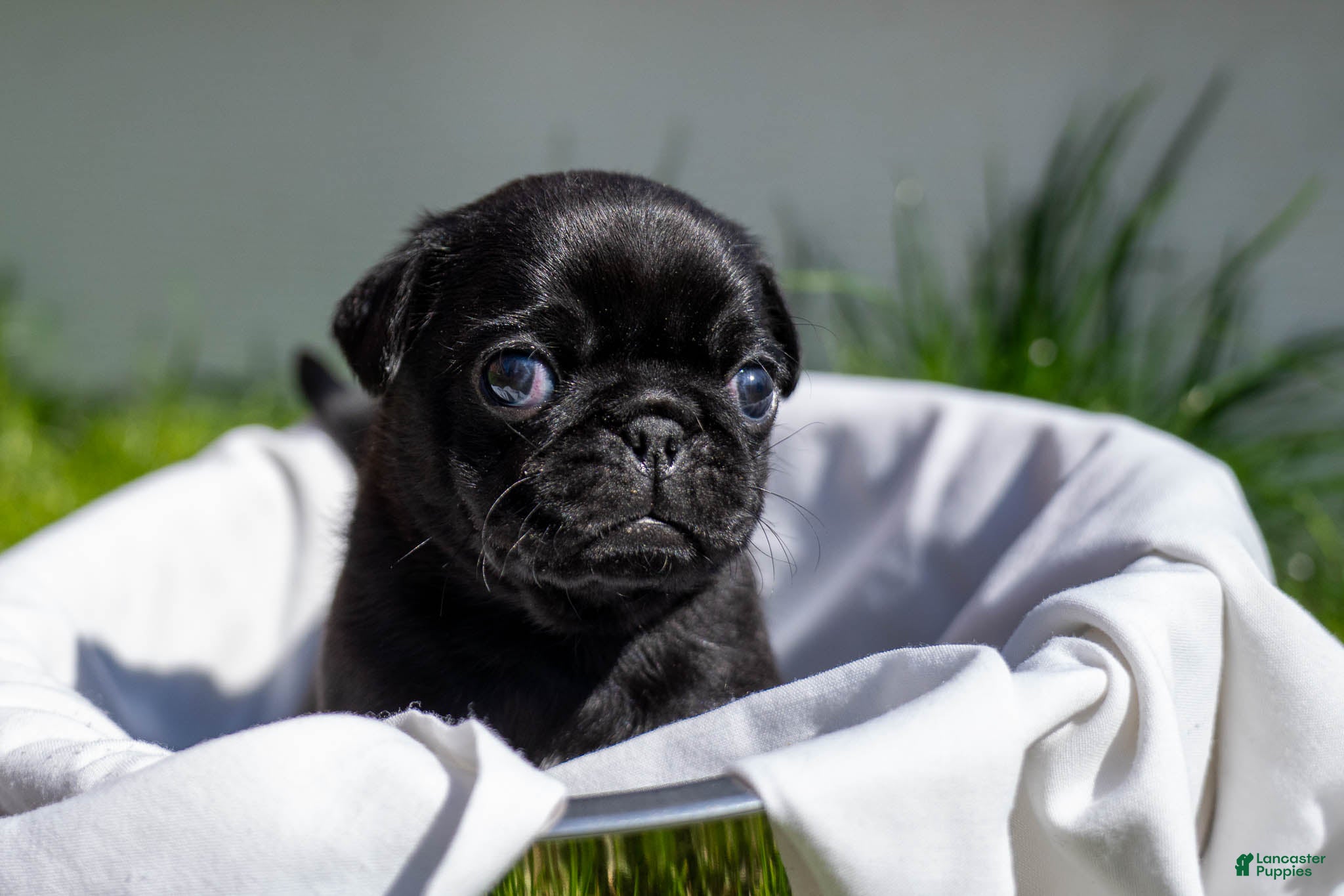 Pug dogs Racks - Ad 1