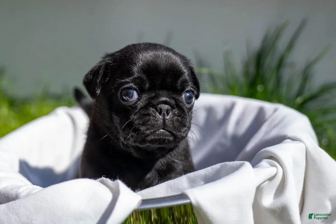 Pug dogs for sale: Racks - Ad 1