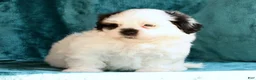 Malshi dogs for sale: Panda - Ad 6