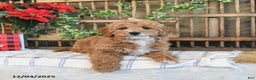 Mini Goldendoodle dogs for sale: Kelly - Ad 2