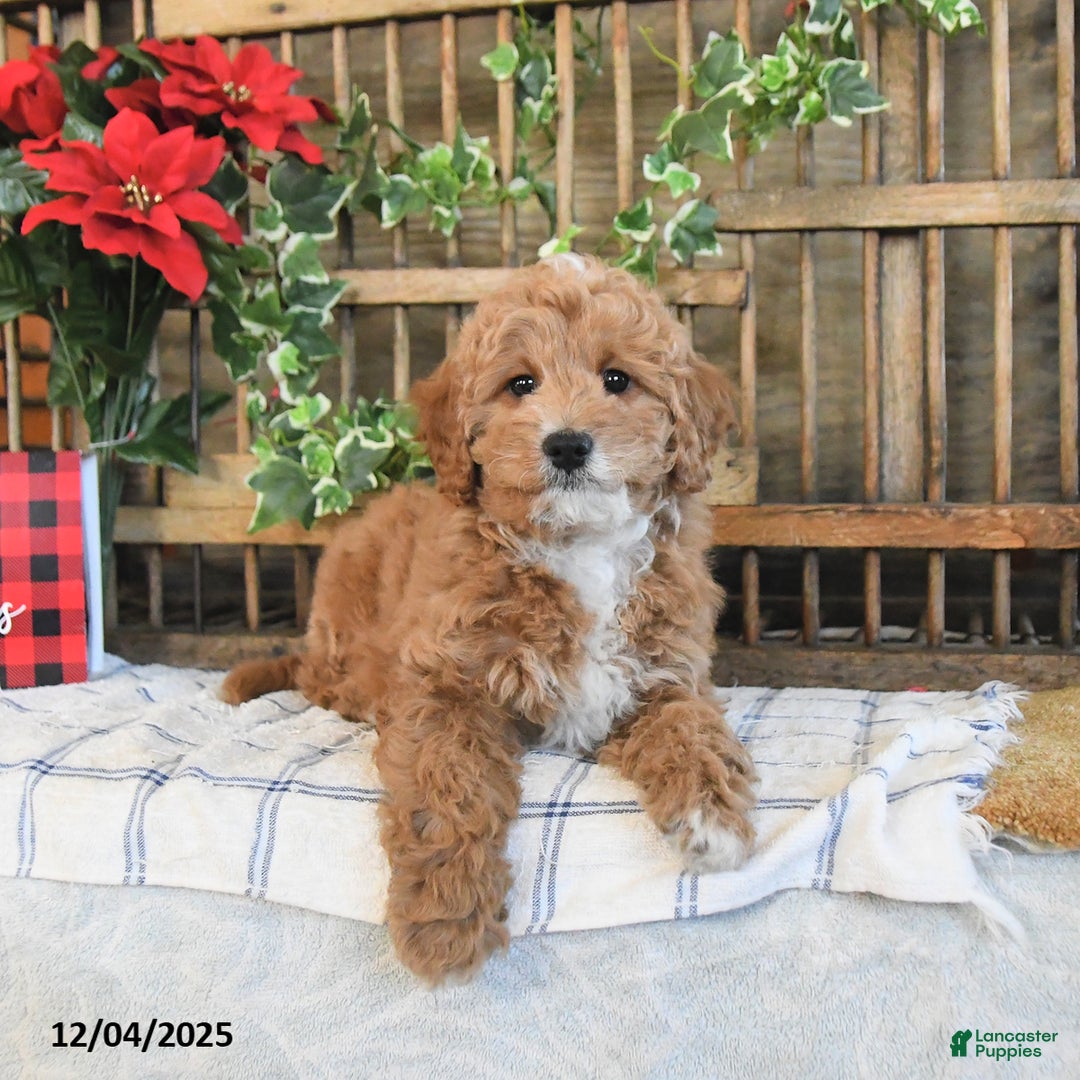 Mini Goldendoodle dogs for sale: Kelly - Ad 2