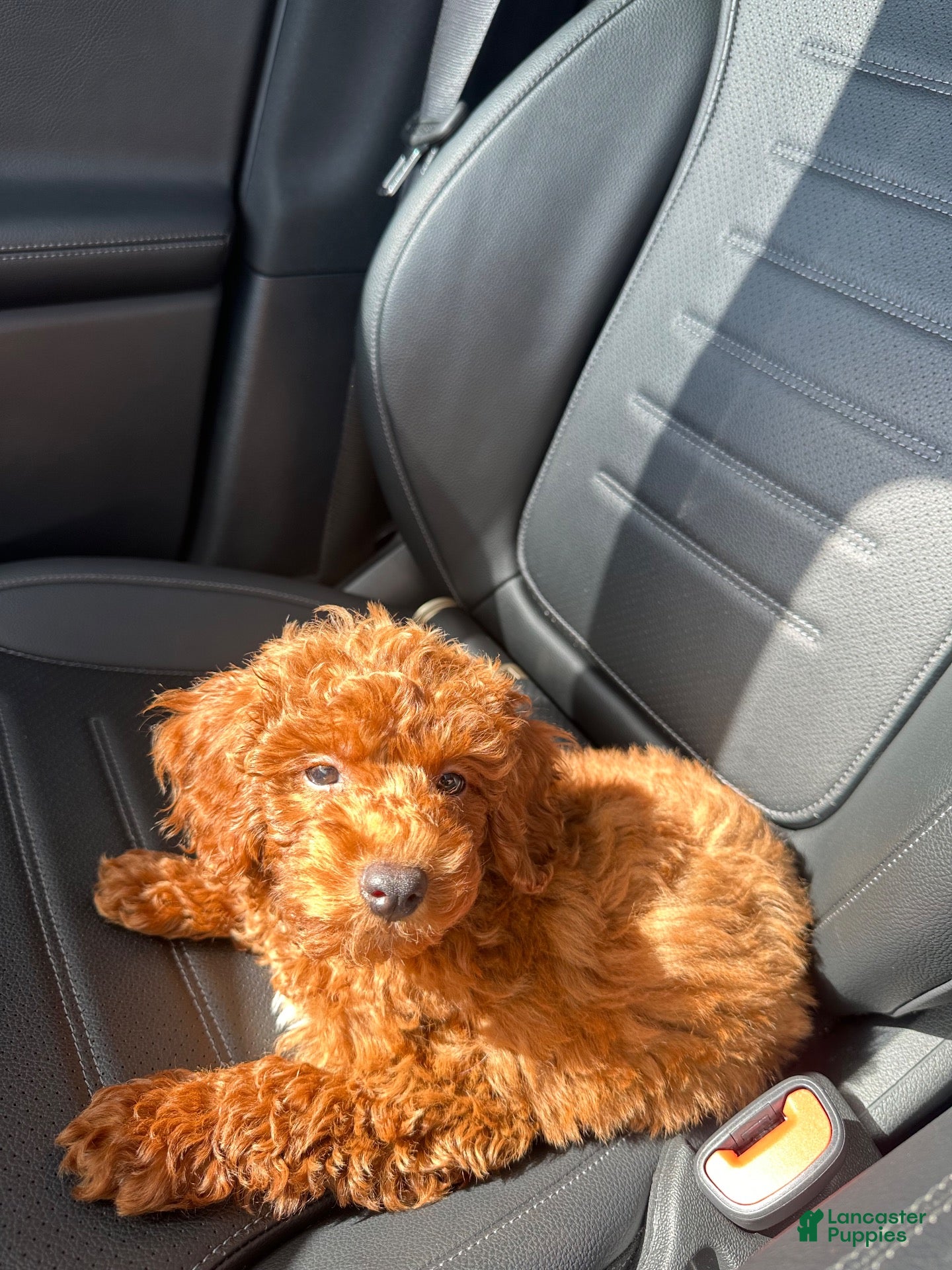 Toy Poodle dogs Toy Poodle 1 - Ad 1