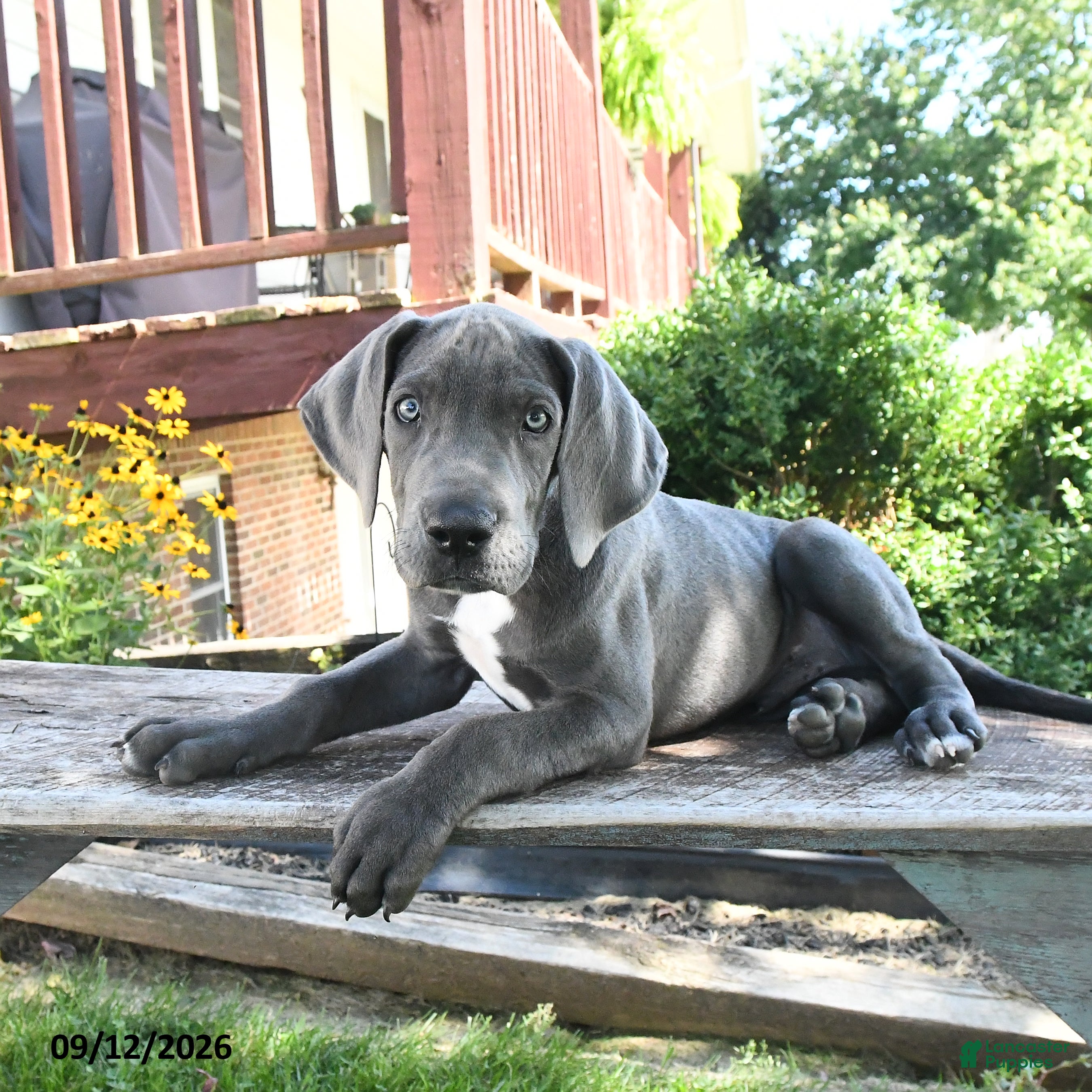 Great Dane dogs Lucky - Ad 1