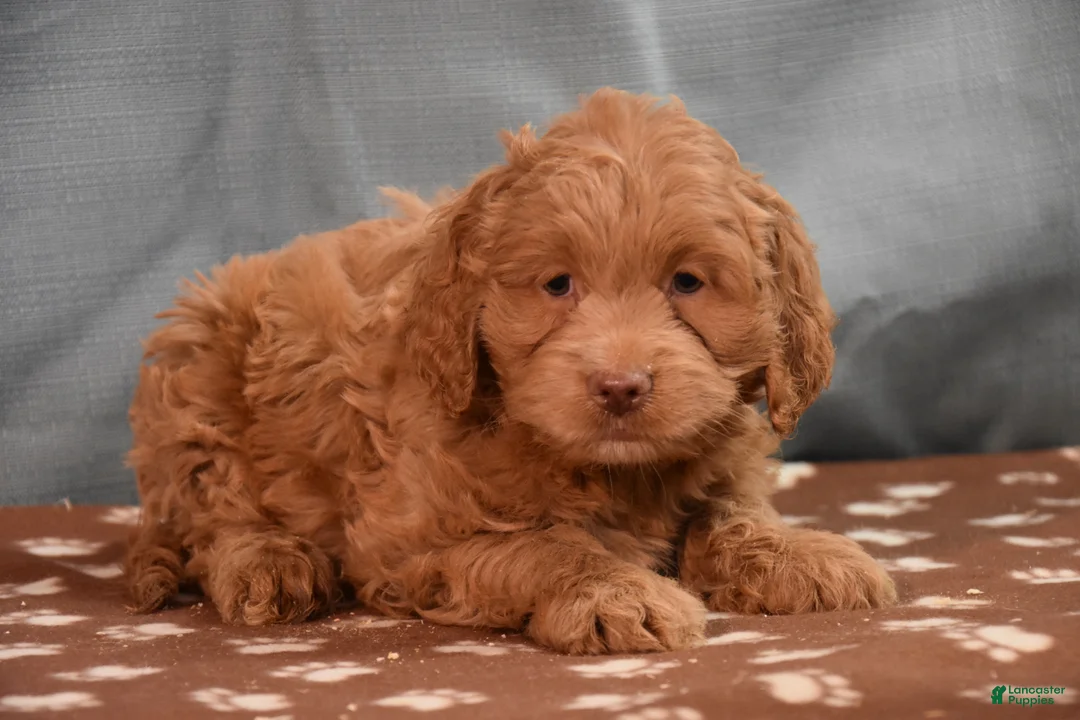 Cockapoo dogs for sale: Chucky  - Ad 2