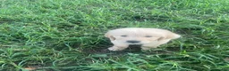 Golden Retriever dogs for sale: Purple collar boy. - Ad 7