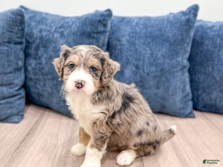 Mini Bernedoodle dogs - Ad 10