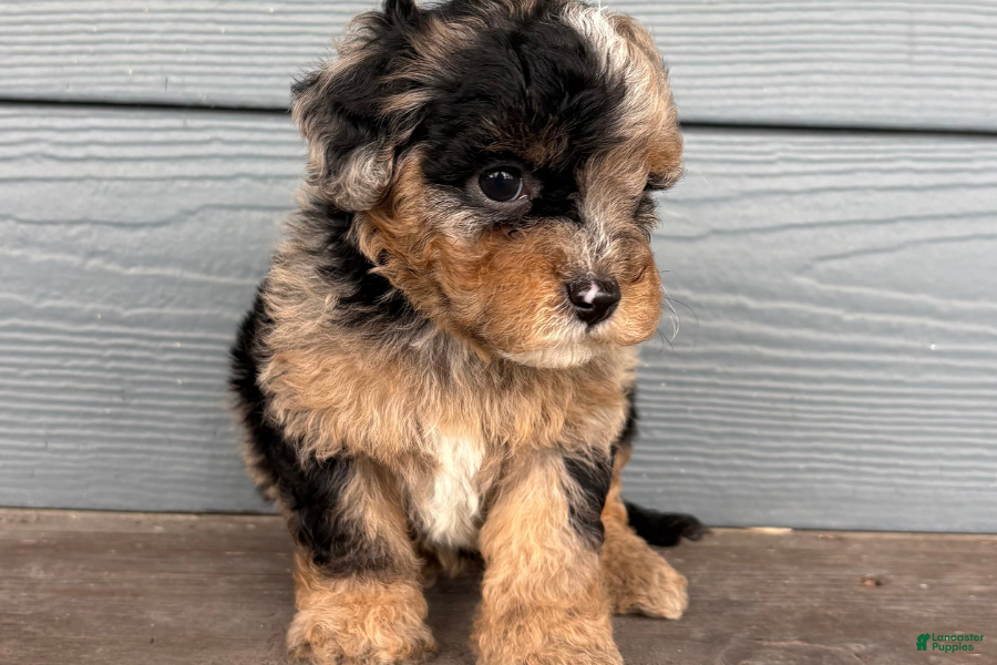 Cavapoo dogs Quill - Ad 14