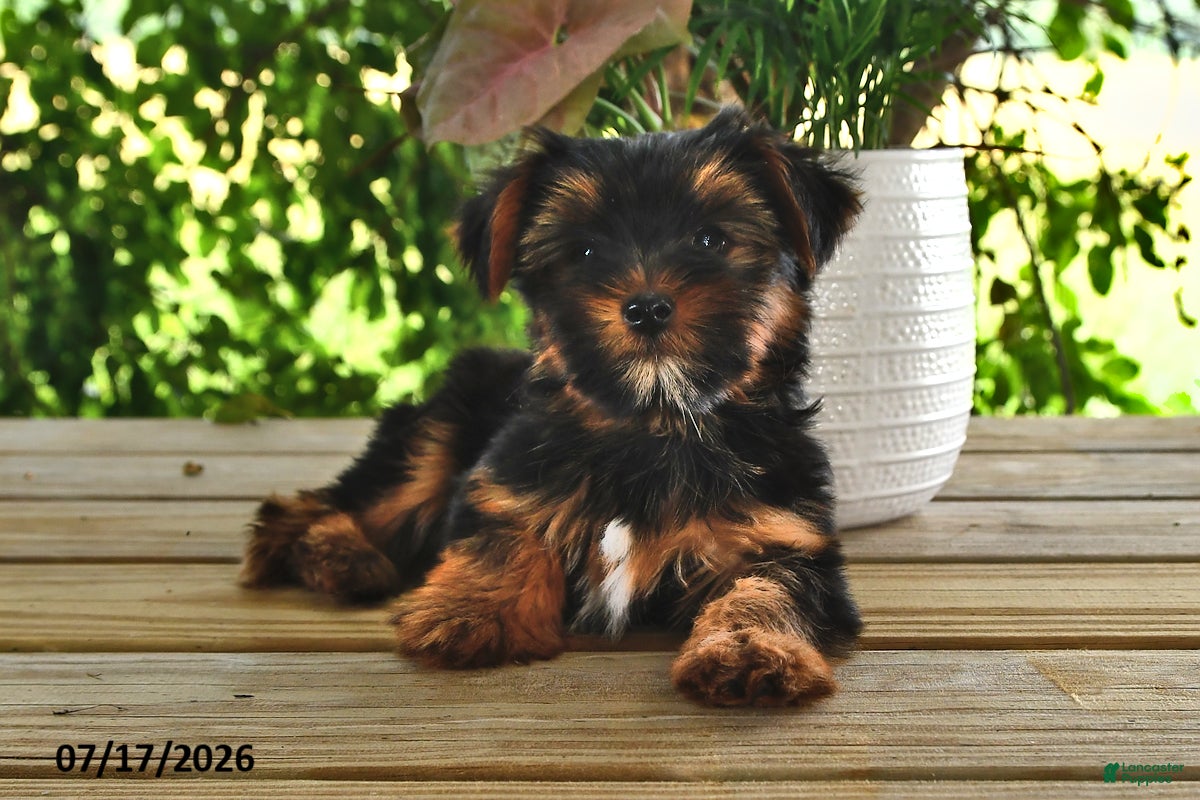 Yorkshire Terrier dogs Belle   - Ad 1