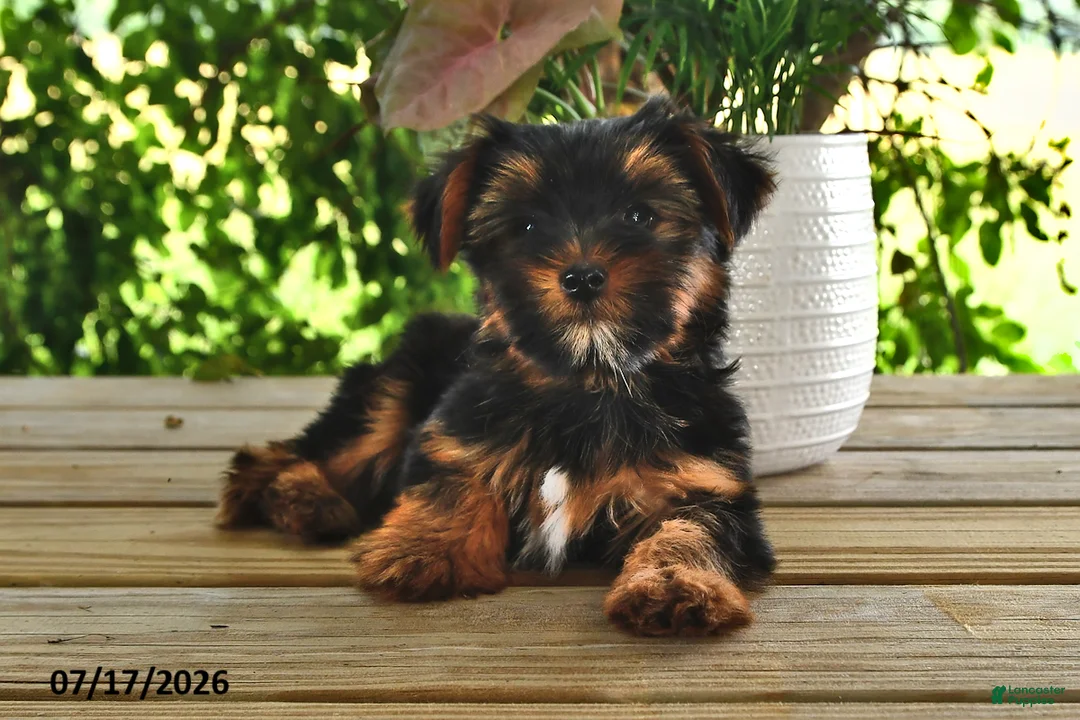 Yorkshire Terrier dogs for sale: Belle   - Ad 1