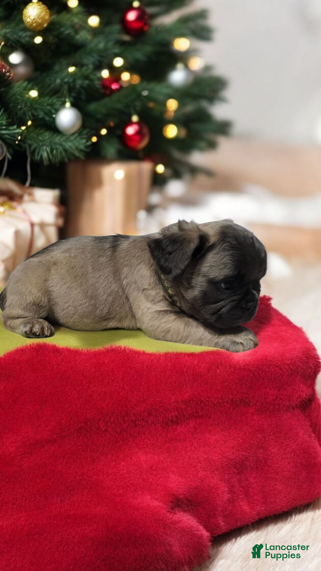 French Bulldog dogs for sale: Fluffy French Bulldog Bruno - Ad 8