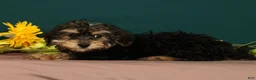 Yorkiepoo dogs for sale: Tito - Ad 5