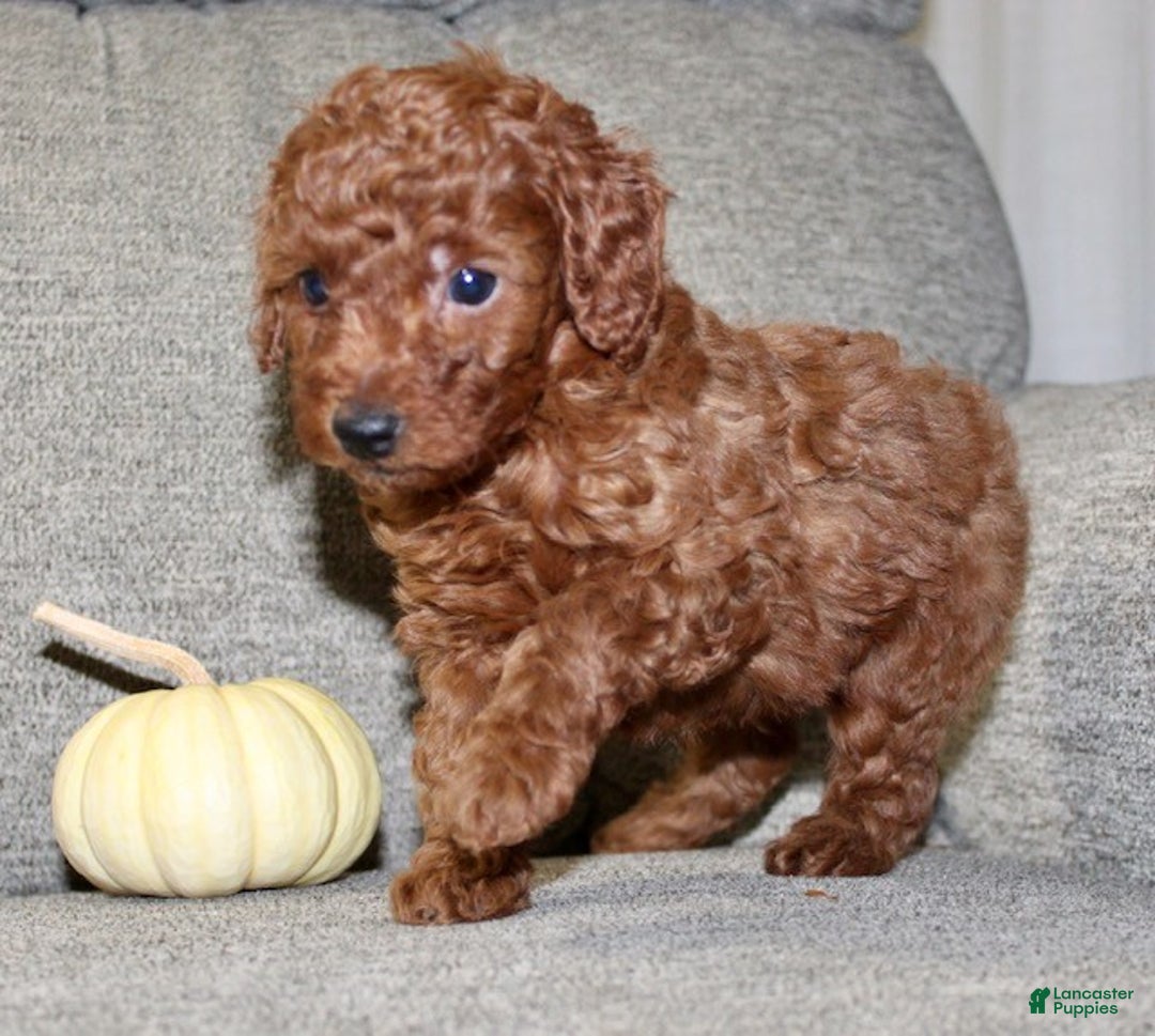 Miniature Poodle dogs for sale: Champ - Ad 17