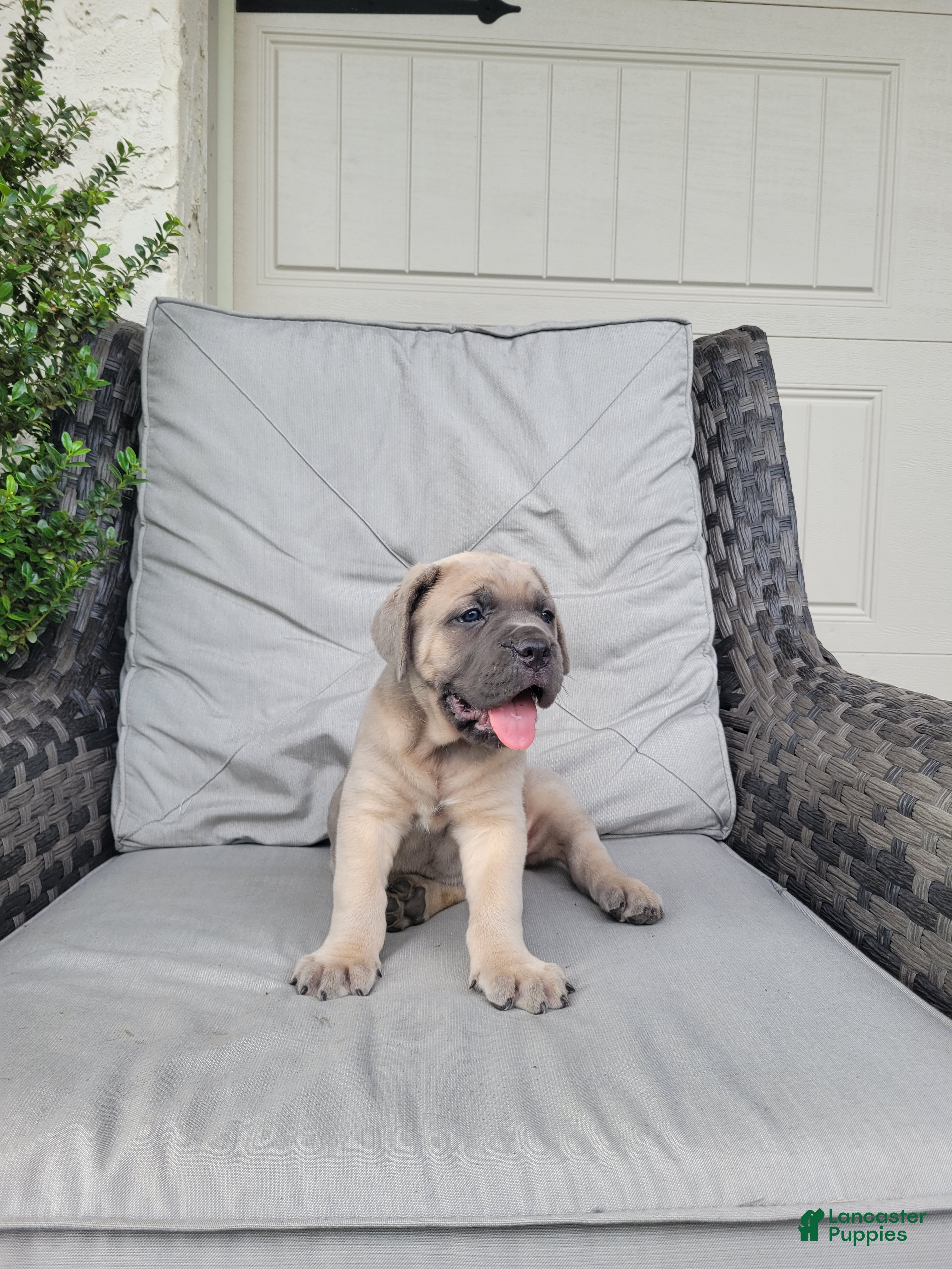Cane Corso dogs Bella - Ad 1