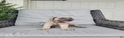 Cane Corso dogs for sale: Bella - Ad 1