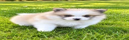 Pomeranian dogs for sale: Pomeranian  - Ad 10