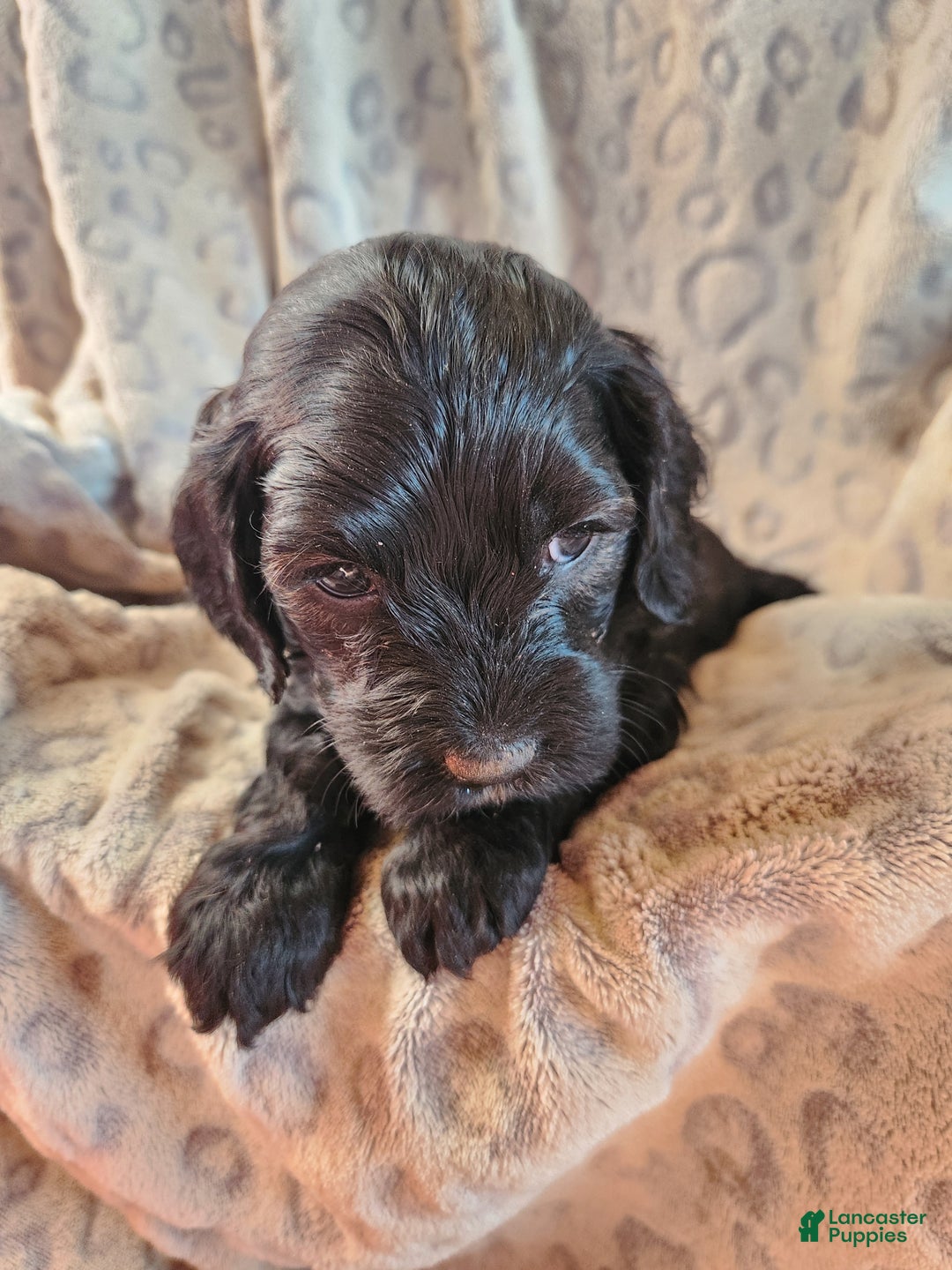 Mixed Breed dogs for sale: Lana - Ad 3