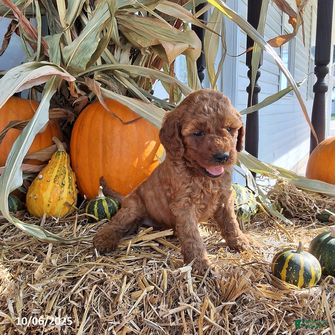 Cavapoo dogs for sale: Autumn - Ad 3