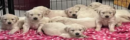 Golden Retriever dogs for sale: Black - Ad 7