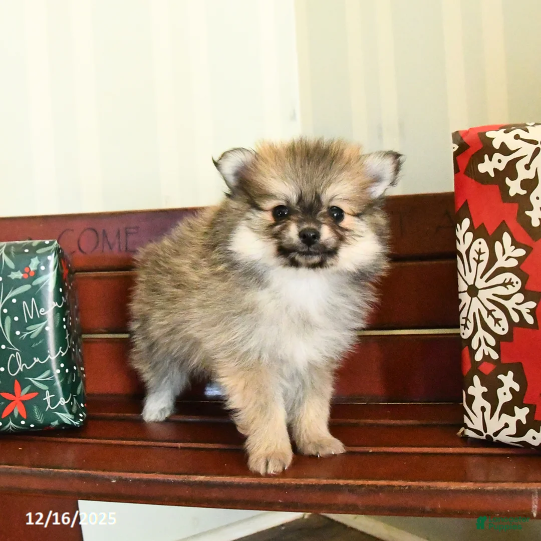 Pomeranian dogs for sale: Champ  - Ad 4
