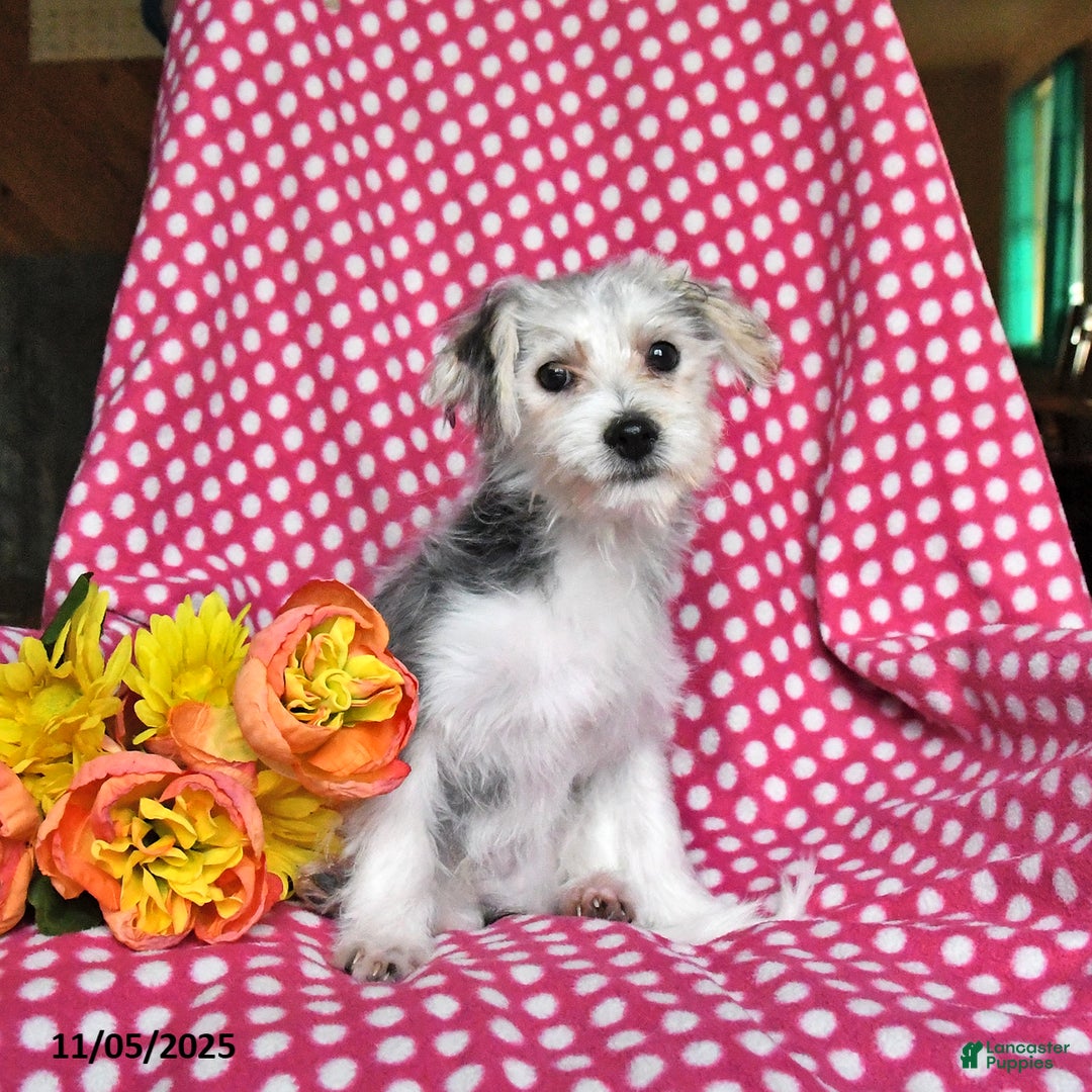 Morkie dogs for sale: Miles - Ad 3