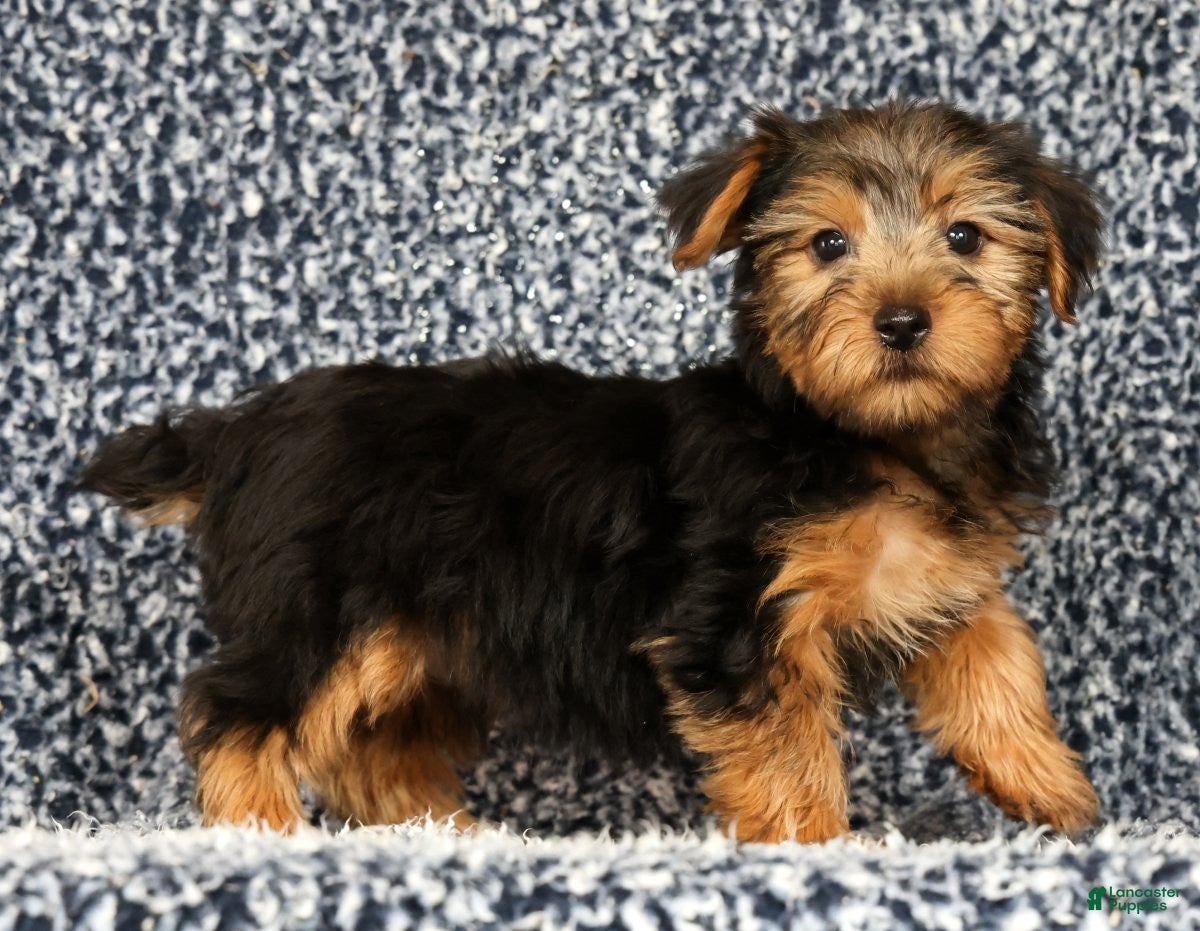 Yorkshire Terrier dogs AJ - Ad 1