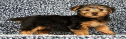 Yorkshire Terrier dogs for sale: AJ - Ad 1