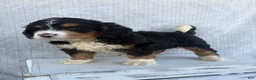 Mini Bernedoodle dogs for sale: Sawyer - Ad 4