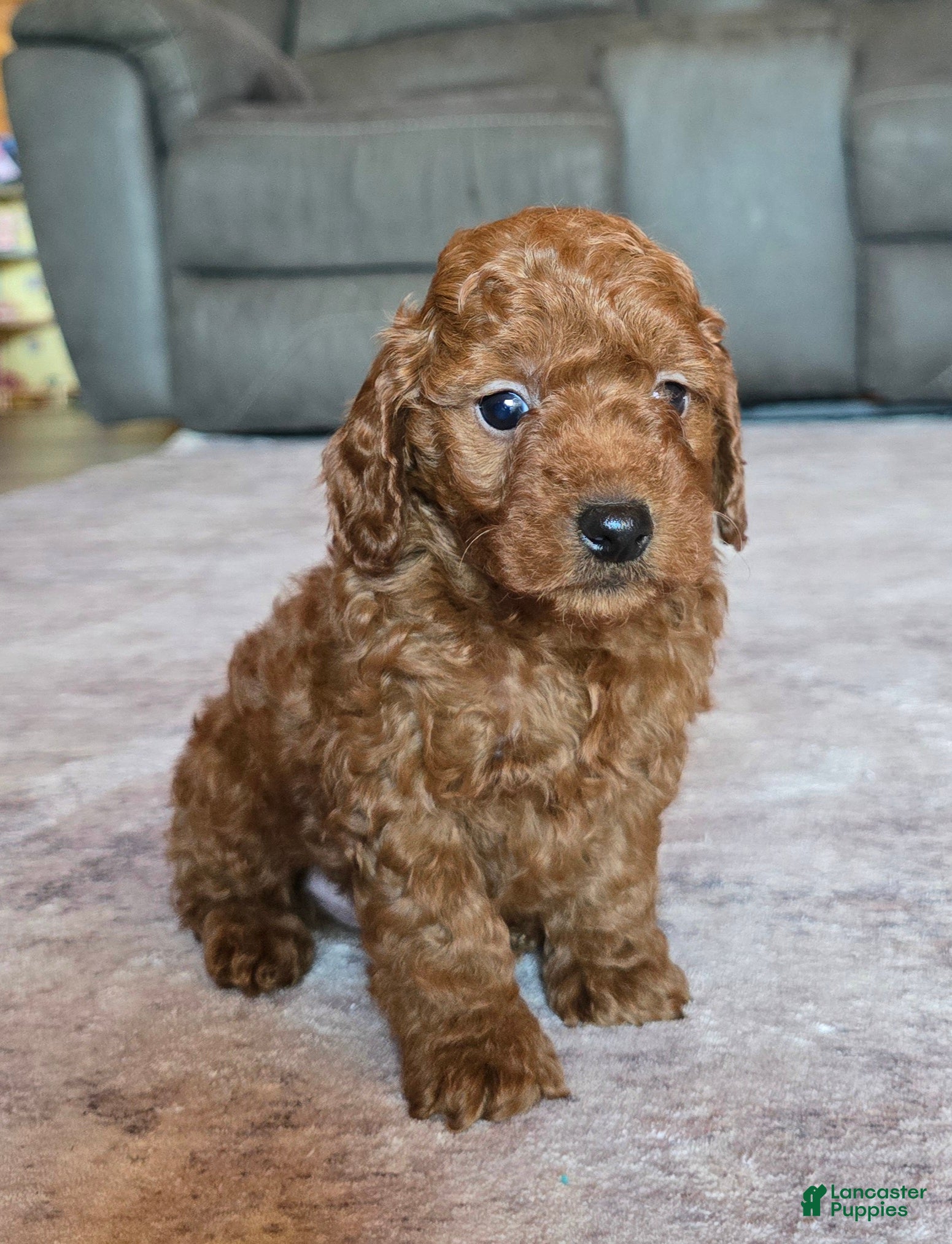Miniature Poodle dogs for sale: Mini Leo - Ad 2