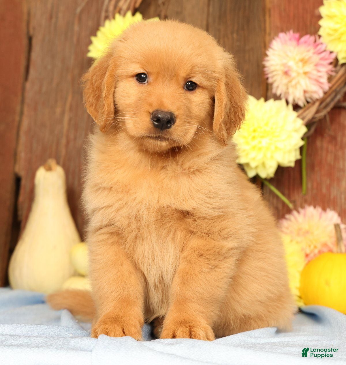 Golden Retriever dogs Harmony - Ad 1