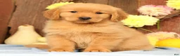 Golden Retriever dogs for sale: Harmony - Ad 1