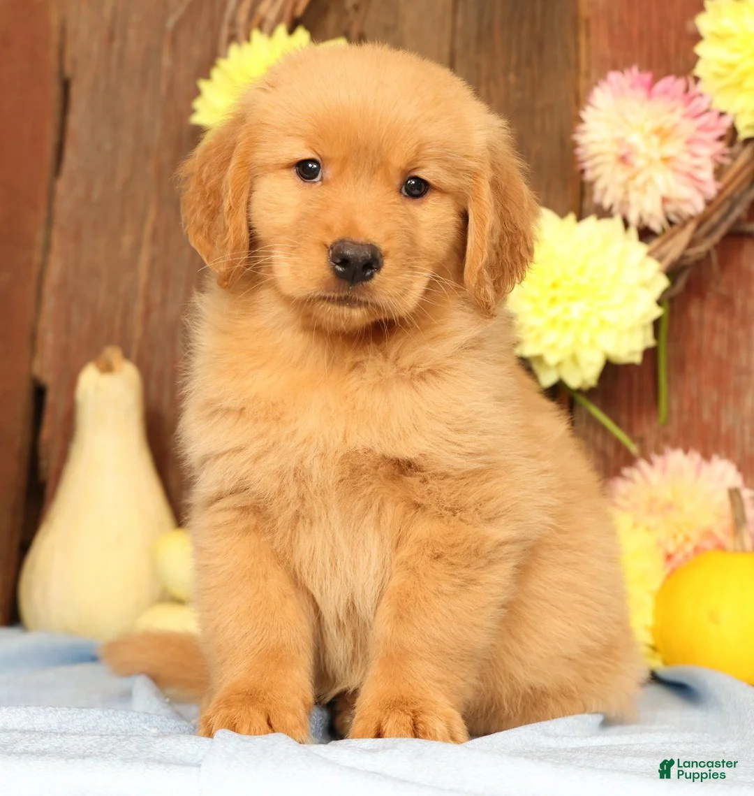 Golden Retriever dogs for sale: Harmony - Ad 1