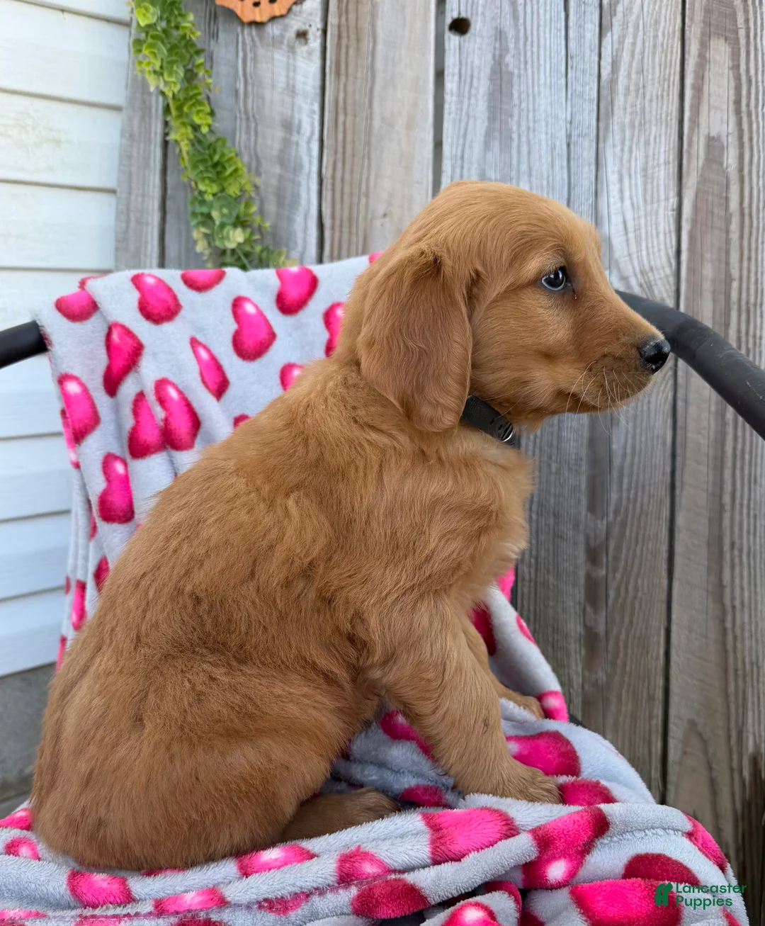 Golden Retriever dogs for sale: Andre - Ad 5