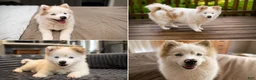 Pomsky dogs for sale: Pomsky 4 - Ad 2