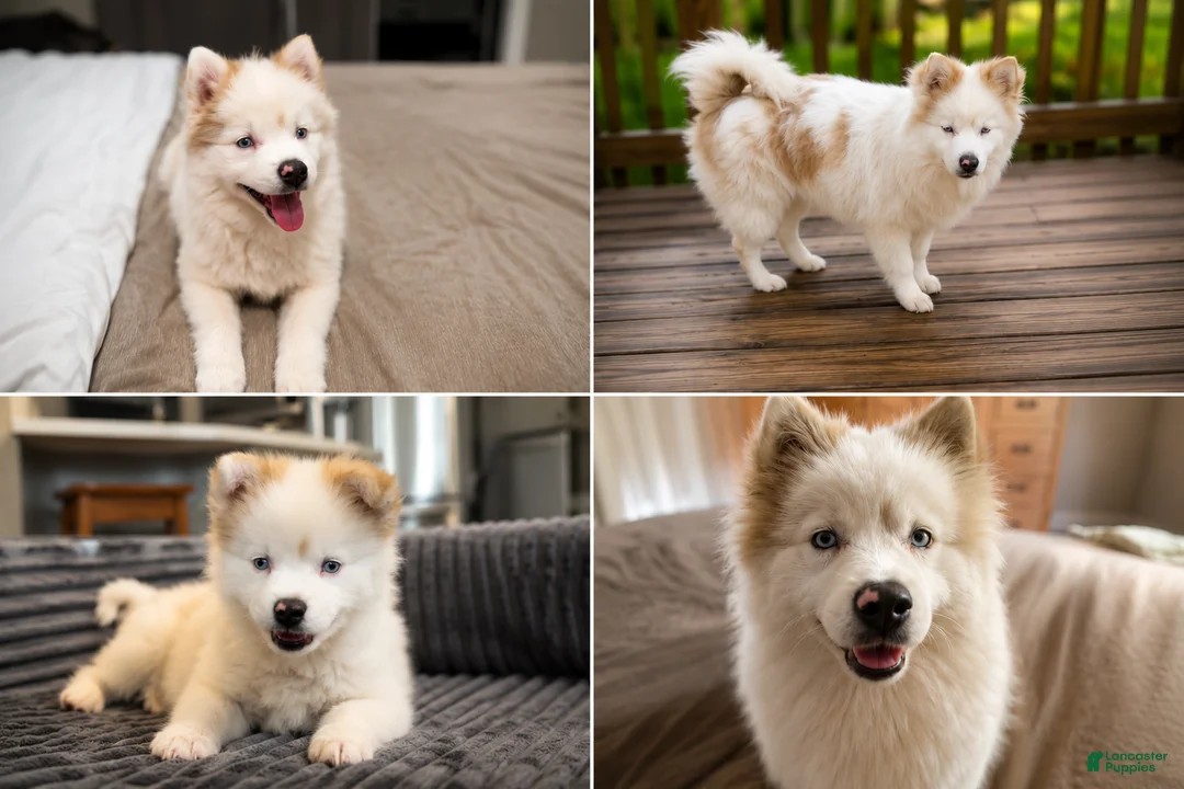 Pomsky dogs for sale: Pomsky 4 - Ad 2