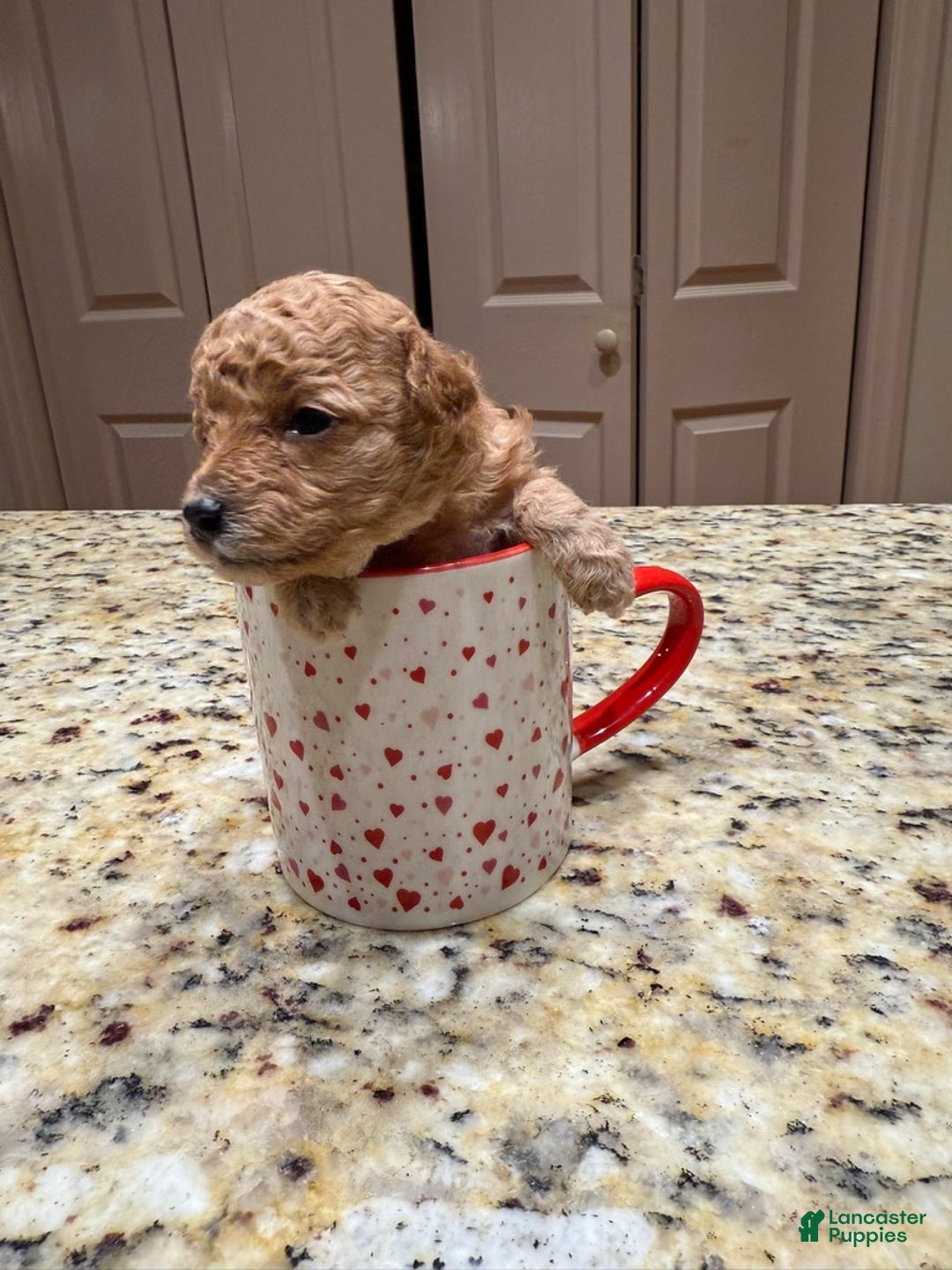 Cavapoo dogs for sale: Ginger - Ad 8