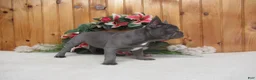 French Bulldog dogs for sale: AKC Raina - Ad 3
