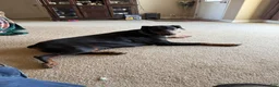 Doberman Pinscher dogs for sale: Doberman Pinscher Puppy 3 - Ad 2