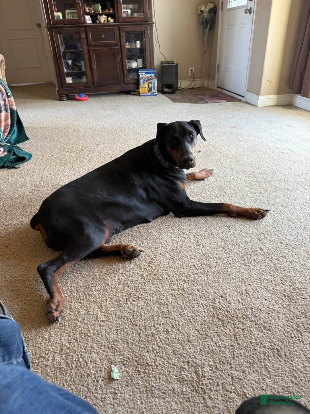 Doberman Pinscher dogs for sale: Doberman Pinscher Puppy 3 - Ad 2