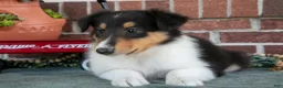 Collie dogs for sale: Lily - Ad 3