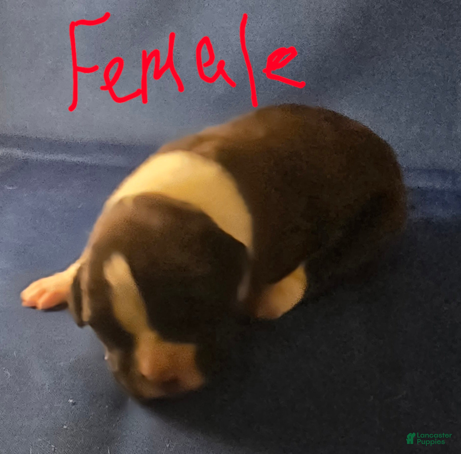 Boxer dogs Boxer Puppy 3 - Ad 1