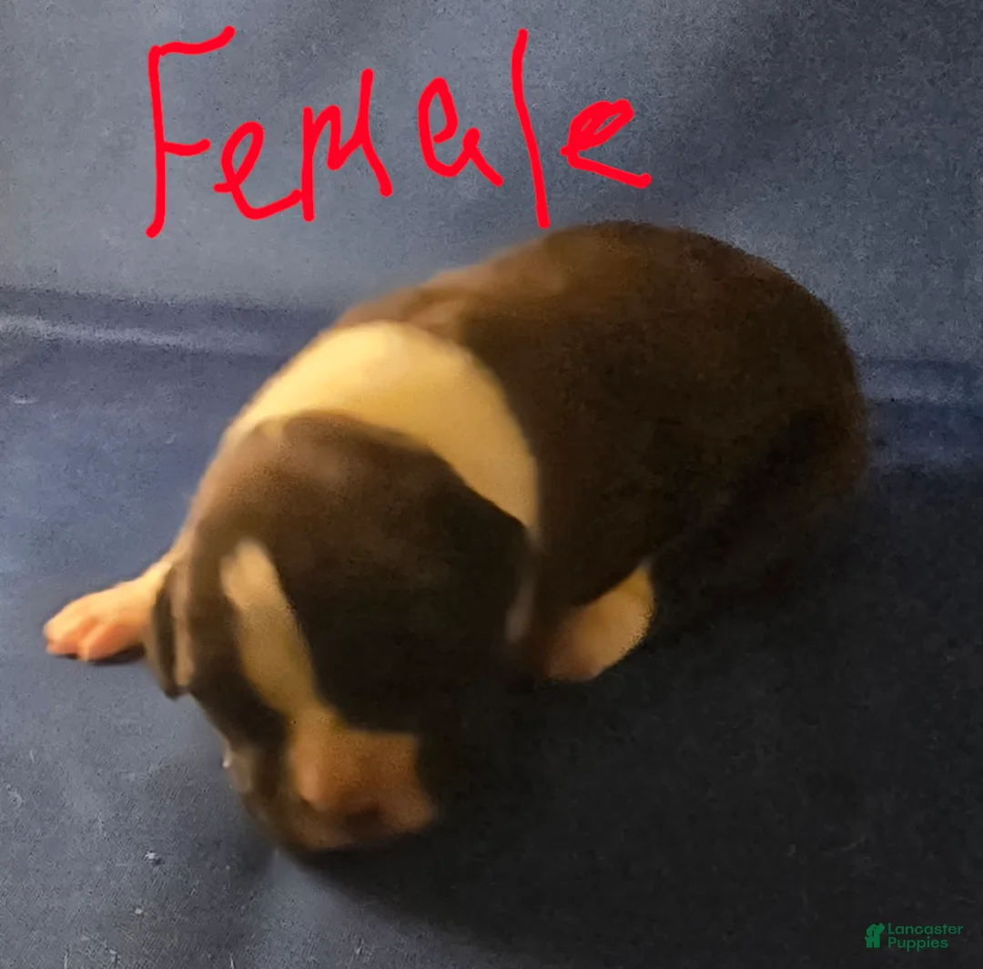 Boxer dogs for sale: Boxer Puppy 3 - Ad 1
