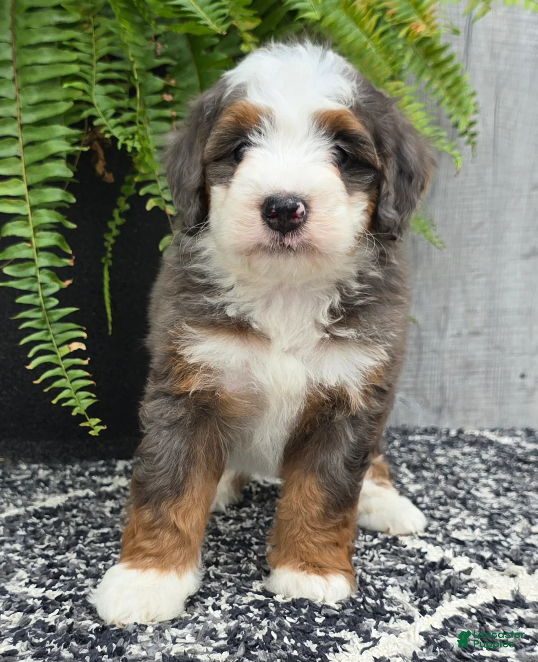 Mini Bernedoodle dogs for sale: Mini Remi - Ad 2