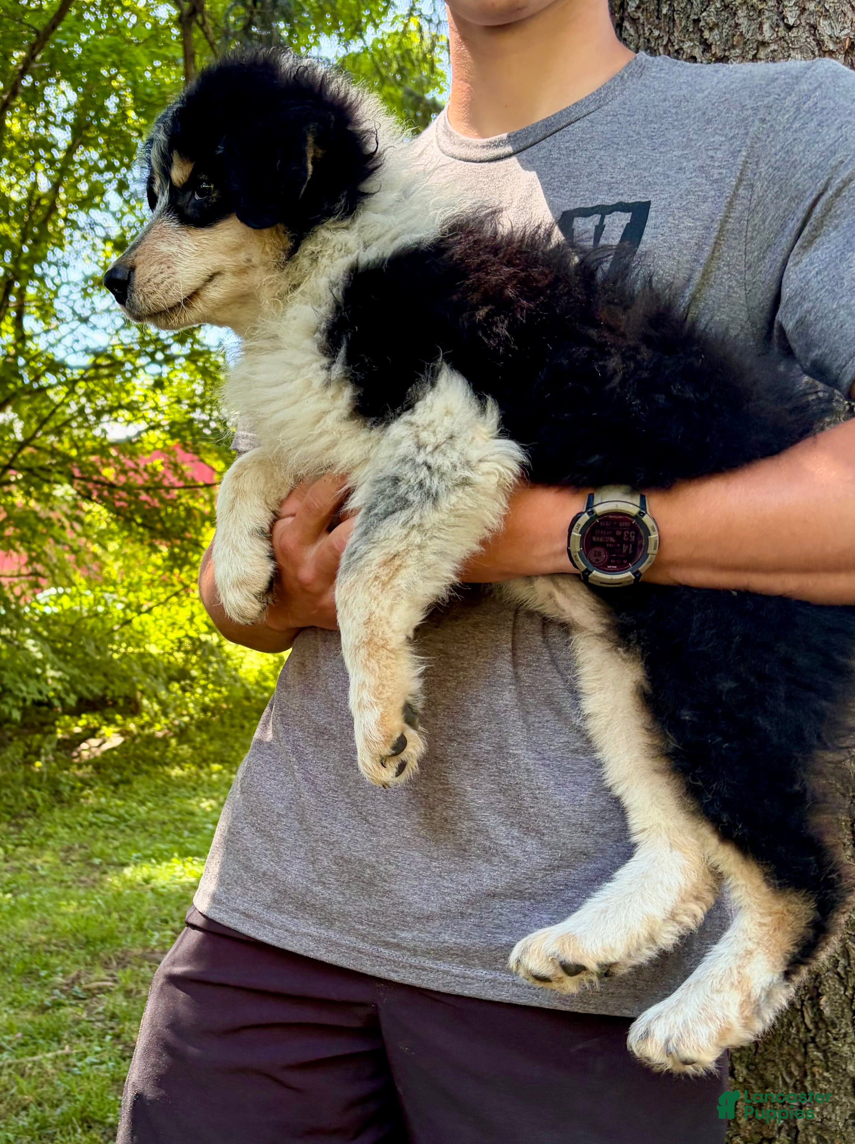 Mixed Breed dogs for sale: Mixed Breed 3 - Ad 1