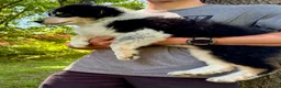 Mixed Breed dogs for sale: Mixed Breed 3 - Ad 1