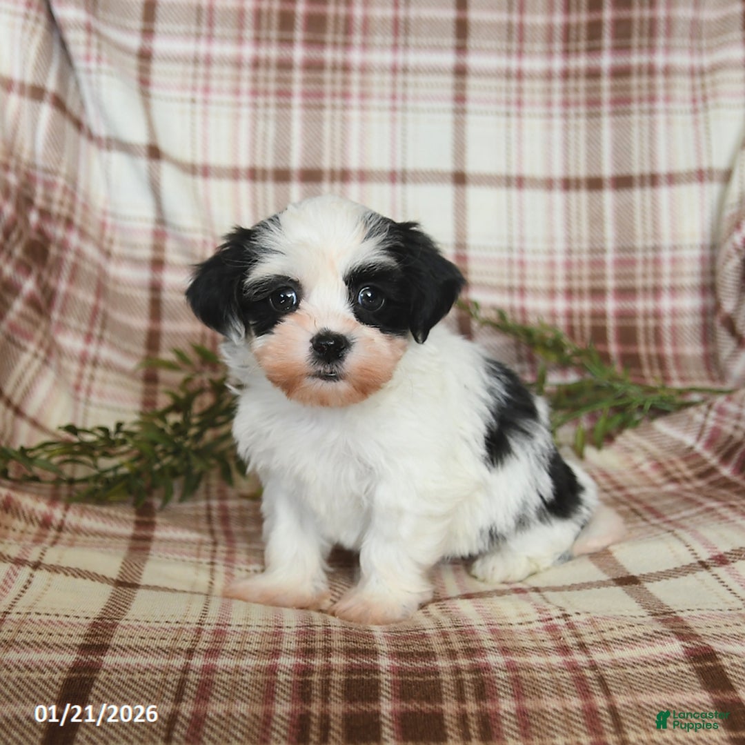 Teddy Bear dogs for sale: Winter - Ad 3