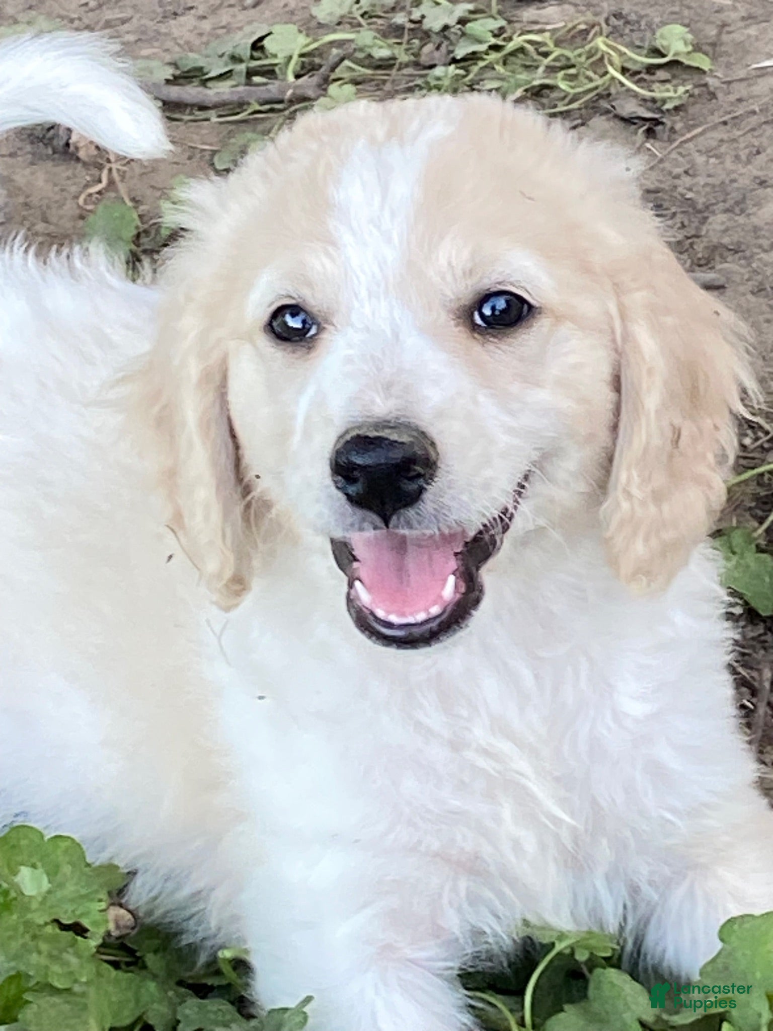 Goldendoodle dogs for sale: Goldendoodle 9 - Ad 2