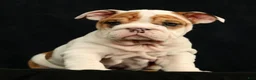 English Bulldog dogs for sale: Roxie - Ad 3