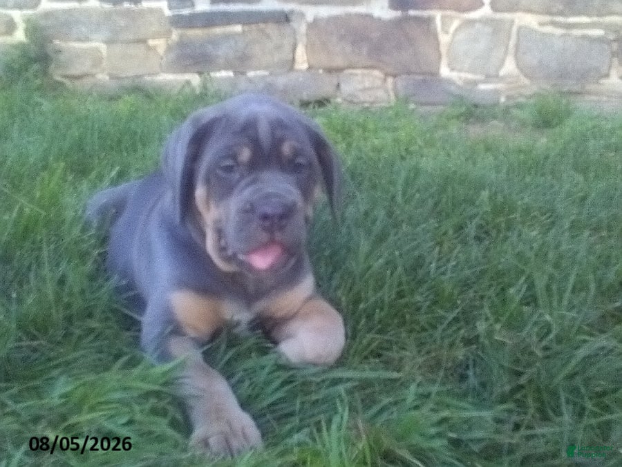 Cane Corso dogs Buella - Ad 2