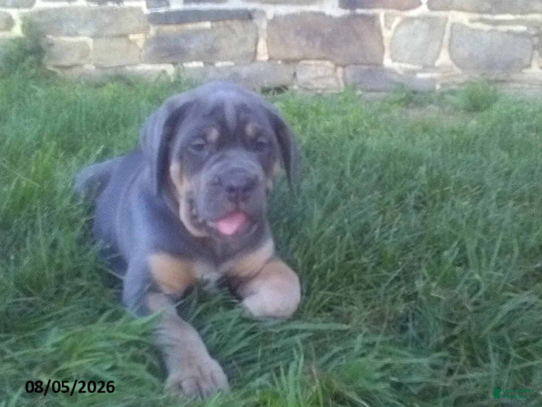 Cane Corso dogs for sale: Buella - Ad 2