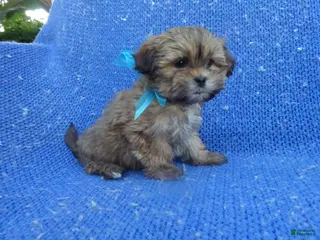 Shorkie dogs Colt - Ad 6